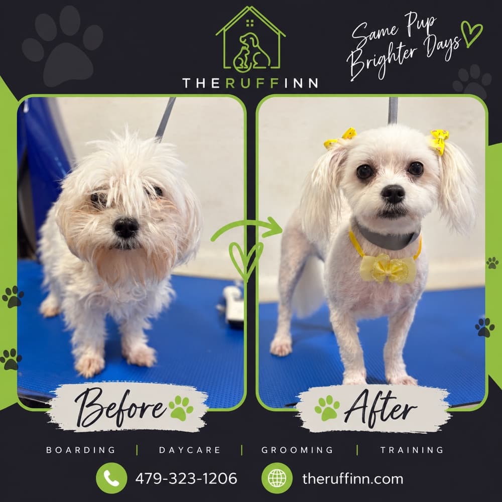 White doodle before and after a groom at The Ruff Inn