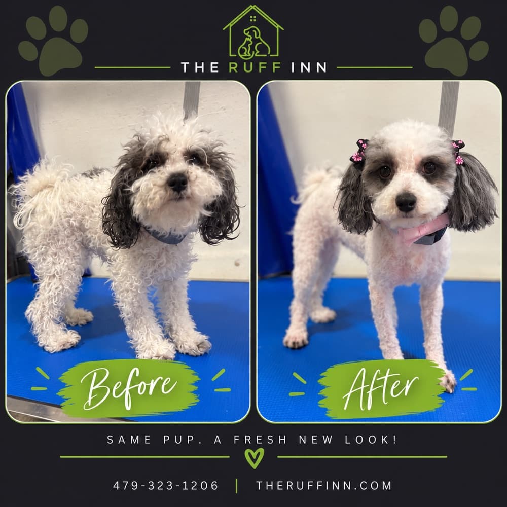 Small doodle before and after a groom, finished with pigtails